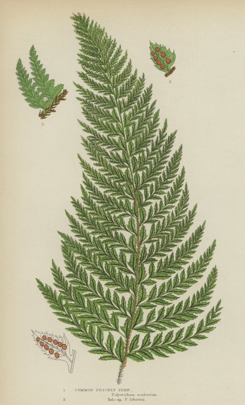 Vanlig taggig ormbunke (färg litho) av English School