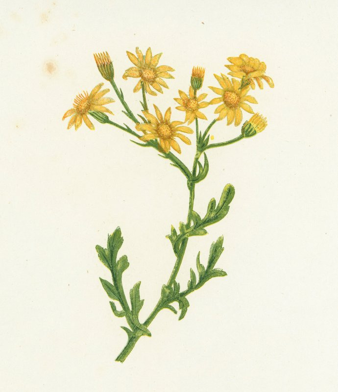 Vanlig raggört, Senecio Jacobaea av English School