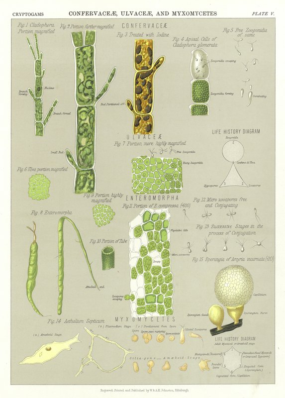 Confervaceae, Ulvaceae och Myxomycetes av English School