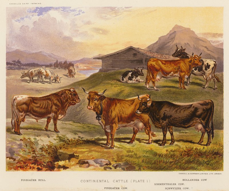 Continental Cattle (färglitografi) av English School