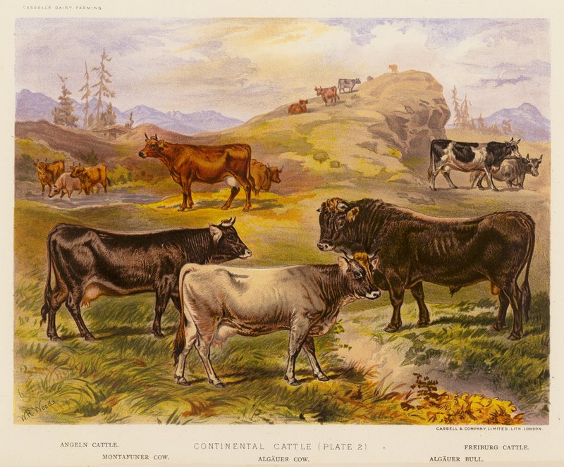 Continental Cattle (färglitografi) av English School