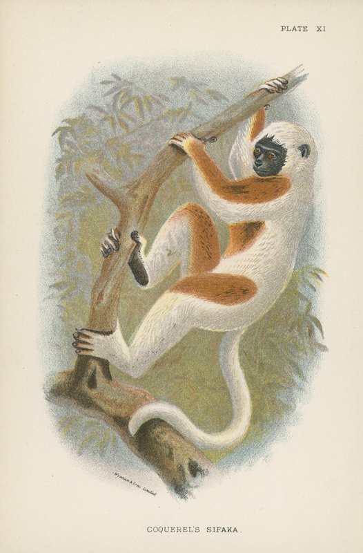 Coquerels Sifaka av English School