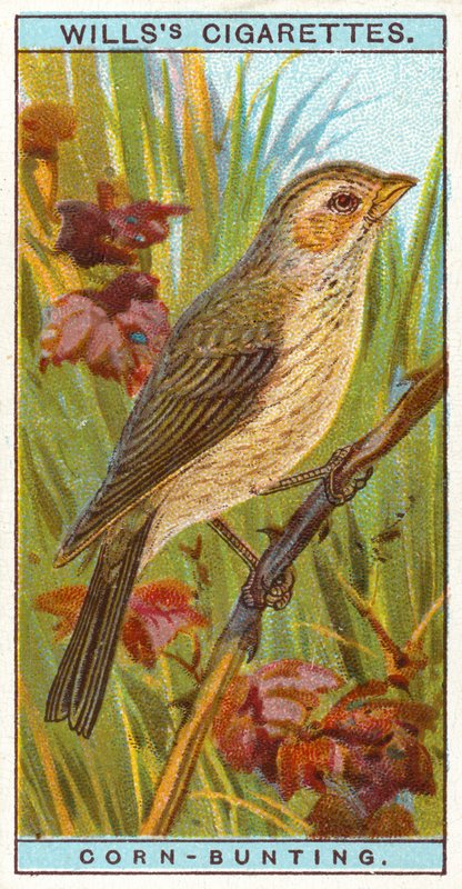 Corn-Bunting av English School