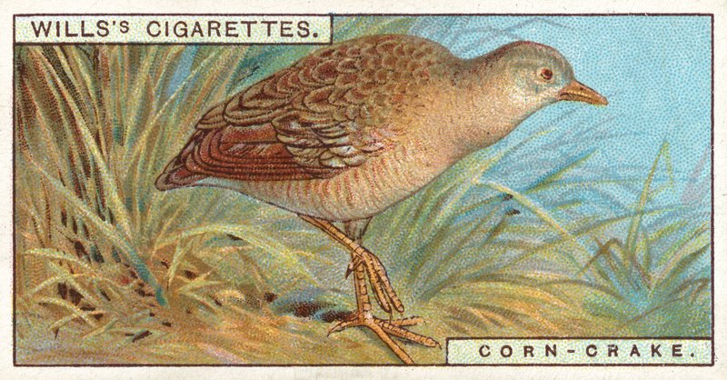 Corn-Crake av English School
