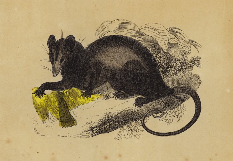 Krabbätande Opossum (färg litho) av English School