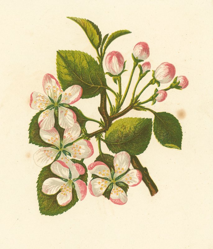 Krabbäpple, Pyrus Malus (färglitografi) av English School