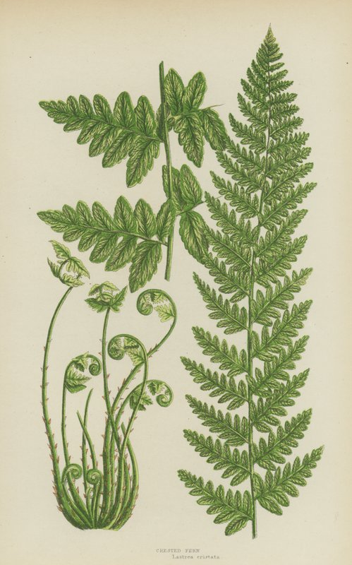 Crested Fern (färg litho) av English School