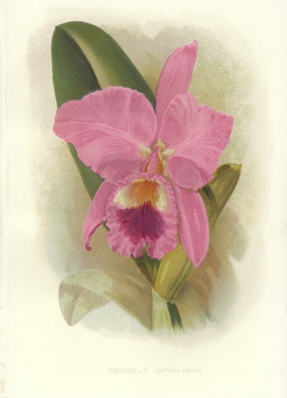 Crimson Cattleya av English School