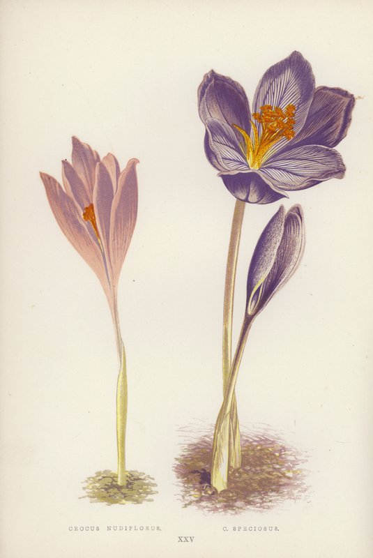 Crocus Nudiflorus; C Speciosus (färg litho) av English School