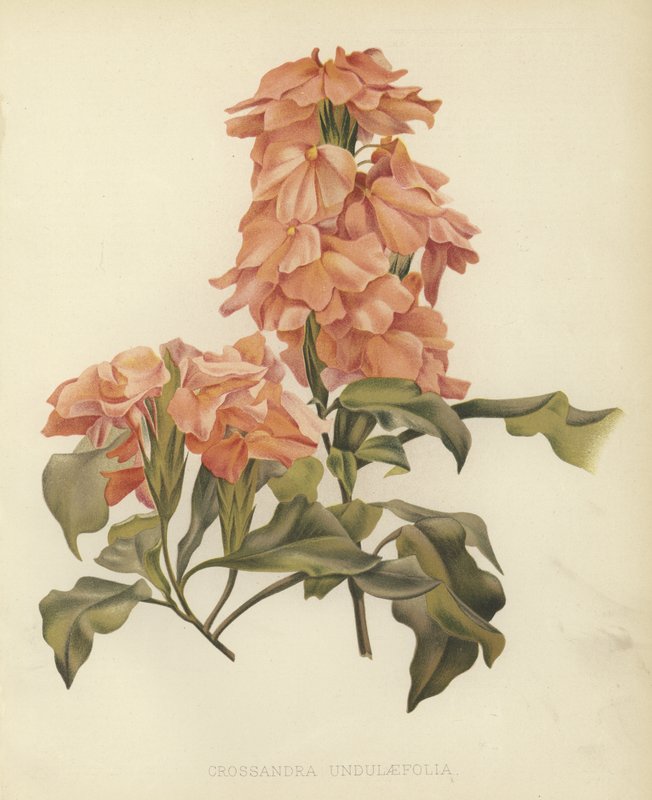 Crossandra undulaefolia av English School