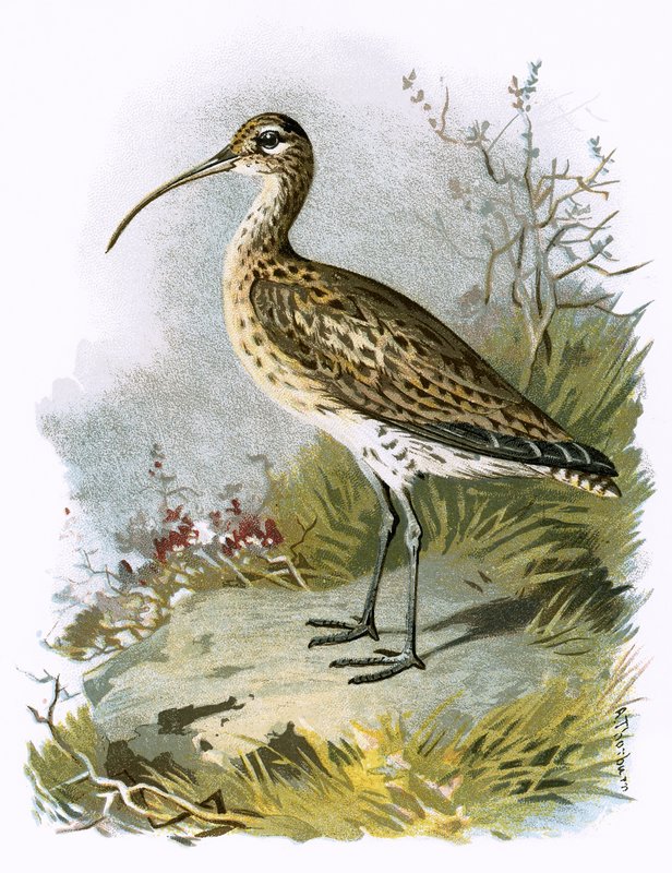 Curlew av English School