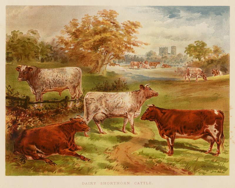 Dairy Shorthorn Cattle (färglitografi) av English School
