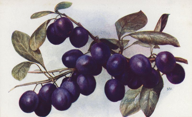 Damson, "The Merryweather" (färglitografi) av English School