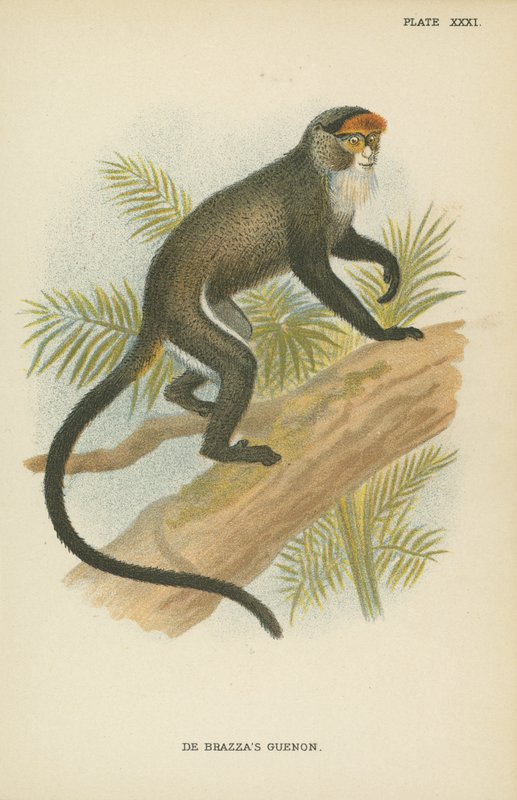 De Brazzas Guenon av English School