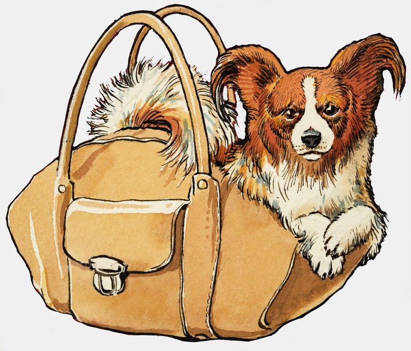 Hund i en handväska av English School