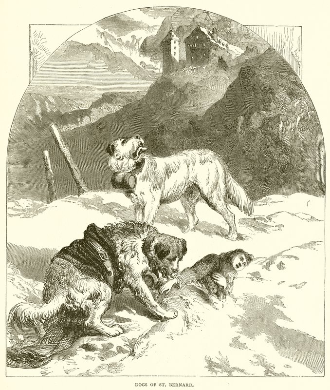 S:t Bernards hundar av English School