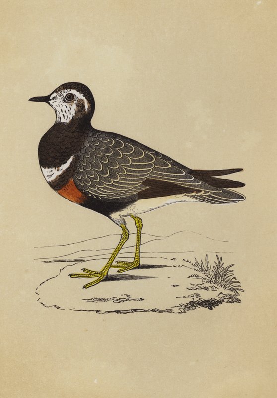 Dotterel (färg litho) av English School
