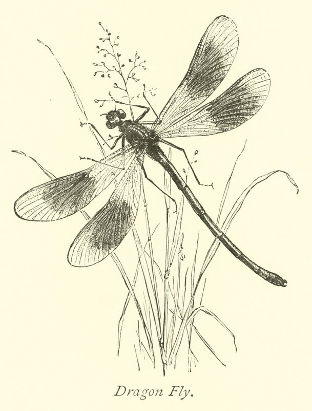 Dragon Fly av English School