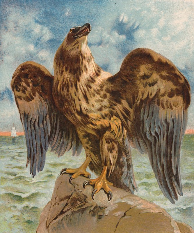 Eagle (färglitografi) av English School