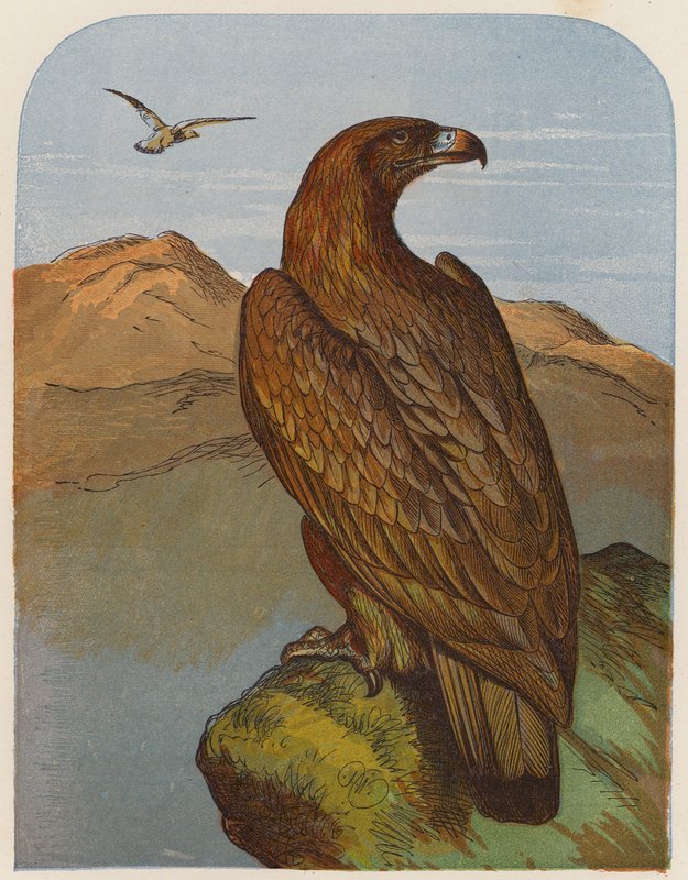 Eagle (färglitografi) av English School