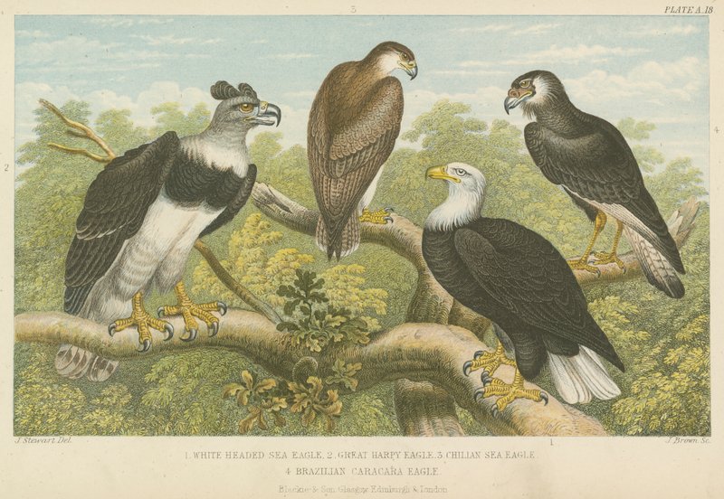 Eagles (färgad gravyr) av English School