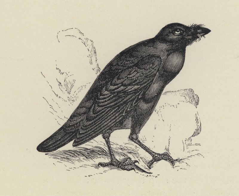Edgar Allen Poe, The Raven (gravyr) av English School