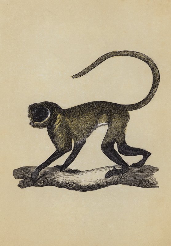 Entellus Monkey (färglitografi) av English School