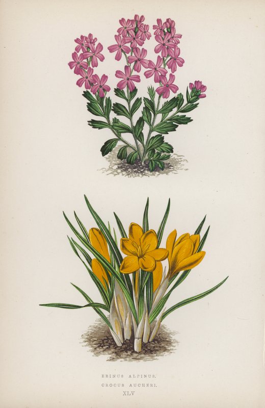 Erinus alpinus; Crocus Aucheri (färglitografi) av English School