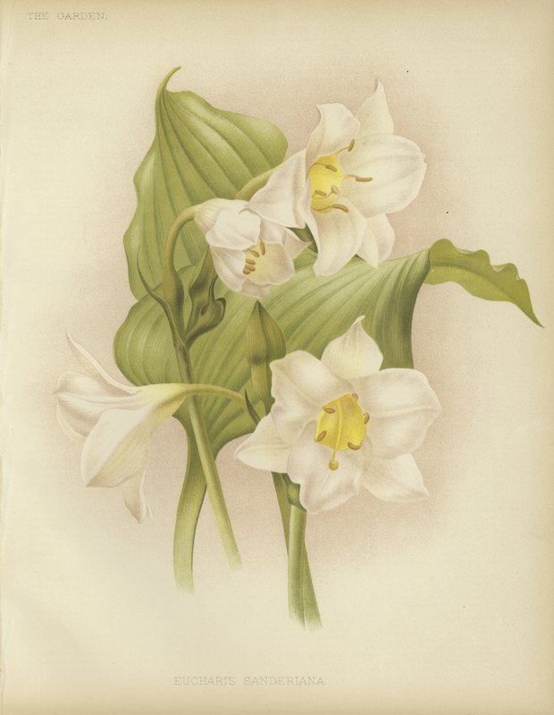 Eucharis sanderiana av English School
