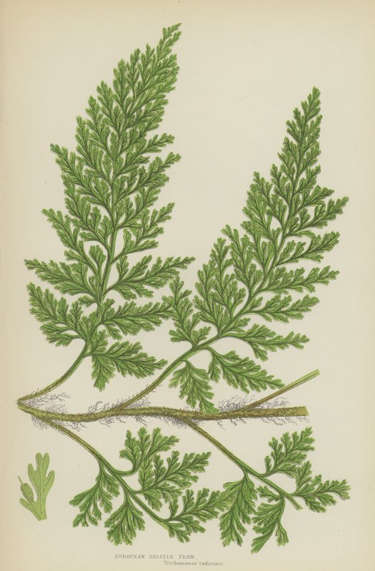 European Bristle Fern (färg litho) av English School