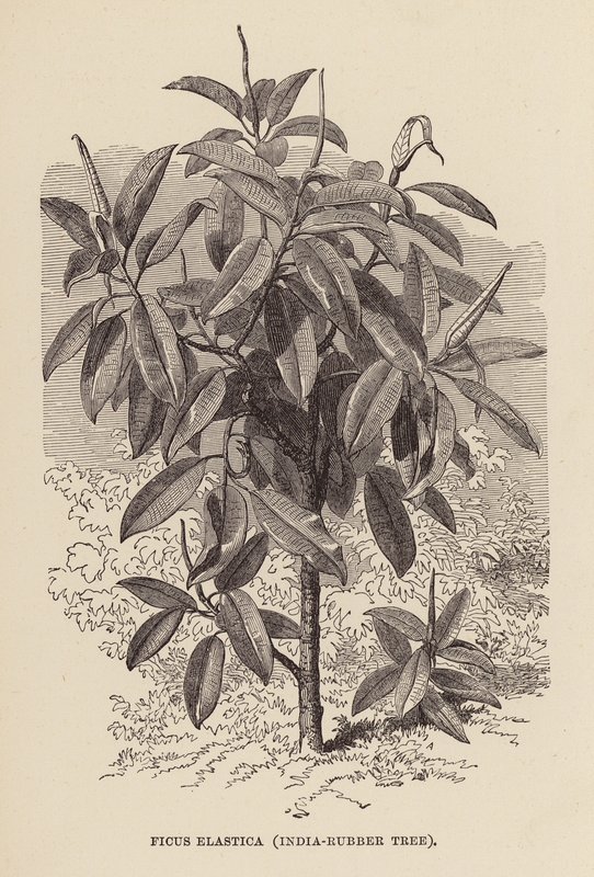 Ficus Elastica, Indien-Gummiträd (gravyr) av English School
