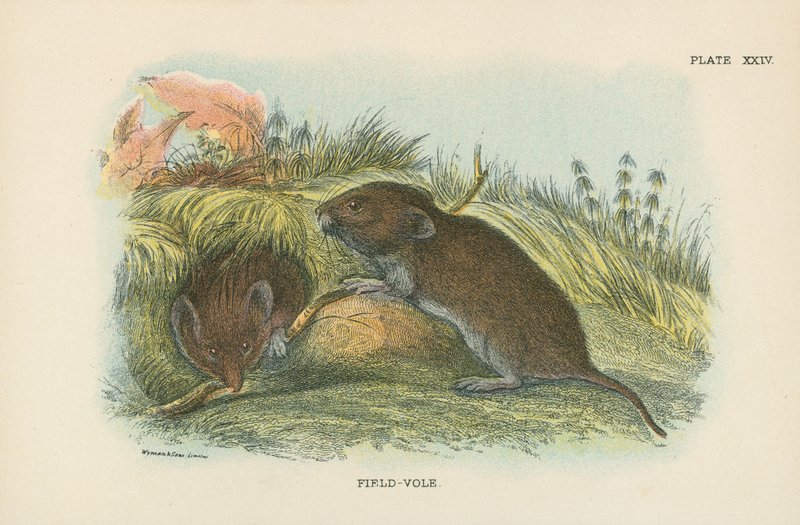 Field-Vole av English School