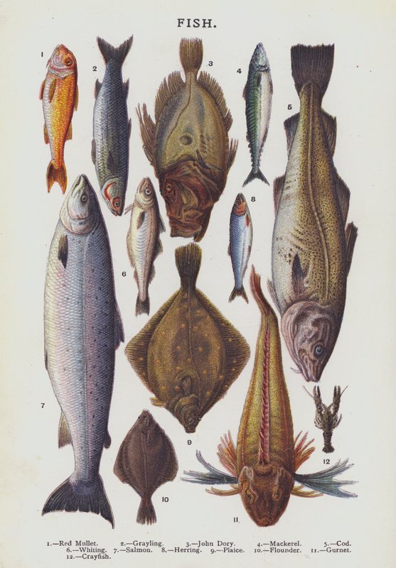 Fisk (kromolit) av English School