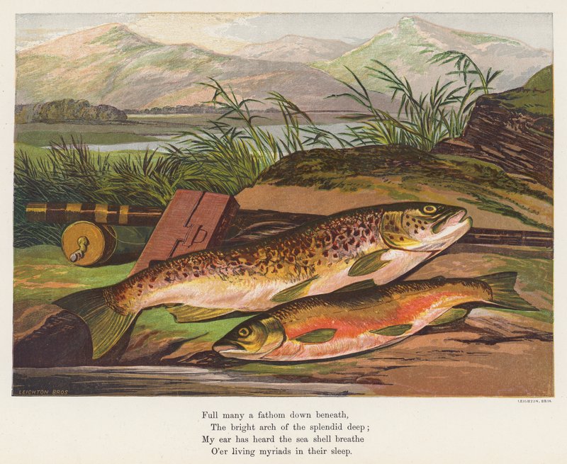 Fisk (färglitografi) av English School