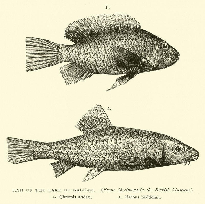 Fisk från Galileiska sjön av English School
