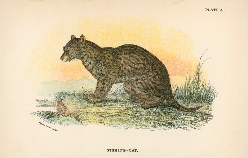 Fiske-Katt av English School
