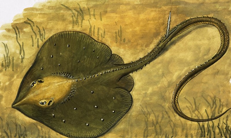 Flat fish av English School