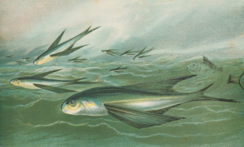 Flygande fisk av English School