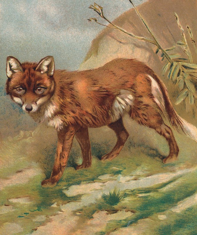 Fox (färglitografi) av English School