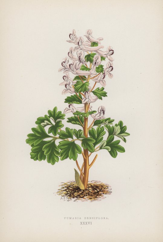 Fumaria Densiflora (färg litho) av English School