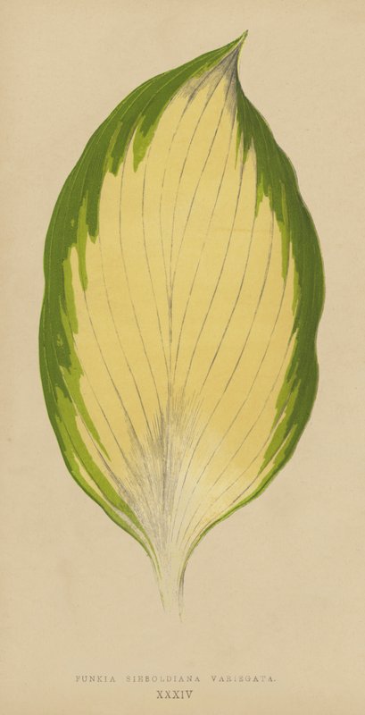 Funkia Sieboldiana Variegata av English School