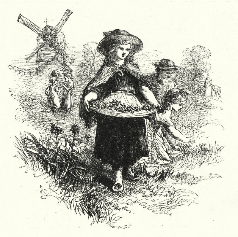 Samla in cowslips (gravyr) av English School