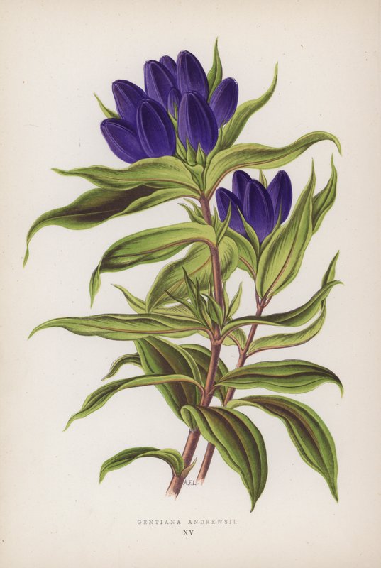 Gentiana Andrewsii (färglitografi) av English School