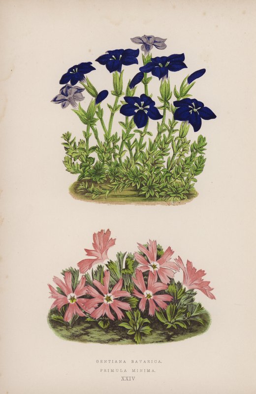 Gentiana Bavarica; Primula Minima (färg litho) av English School