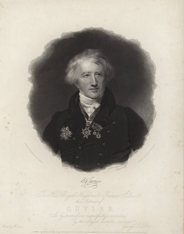 George Cuvier av English School