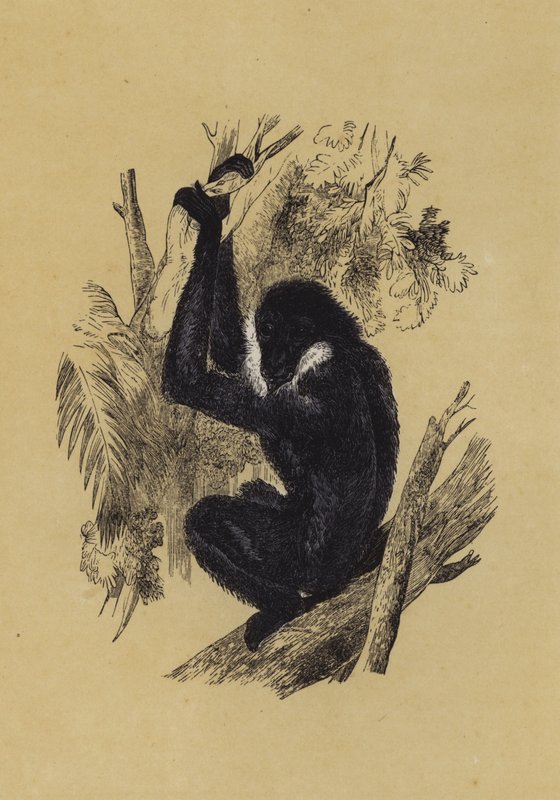 Gibbon (färg litho) av English School