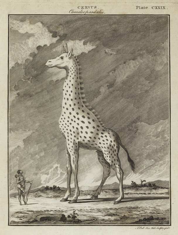 Giraff (Cervus camelopardalis) av English School