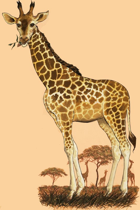Giraff av English School