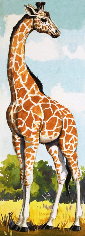 Giraff av English School