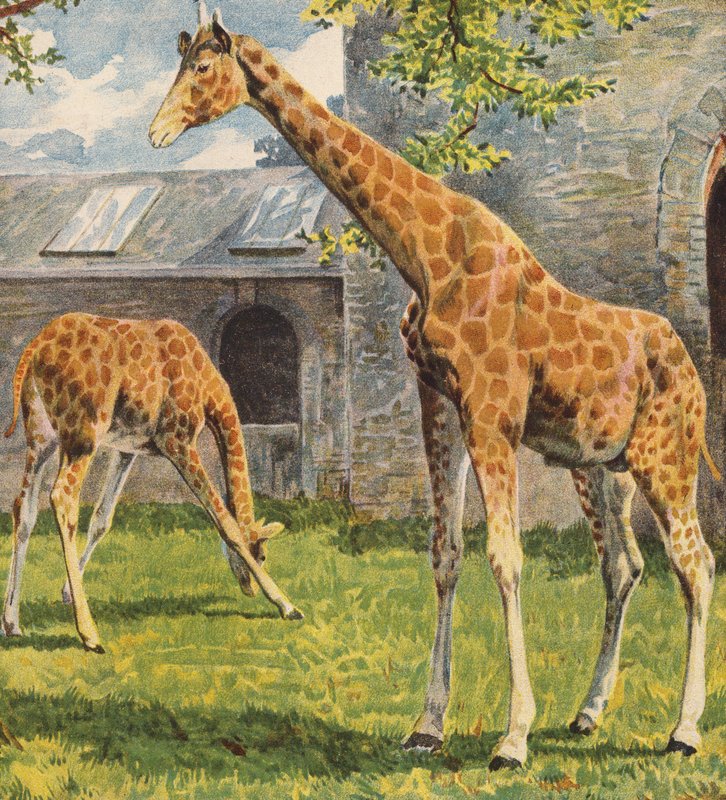 Giraffer (färglitografi) av English School